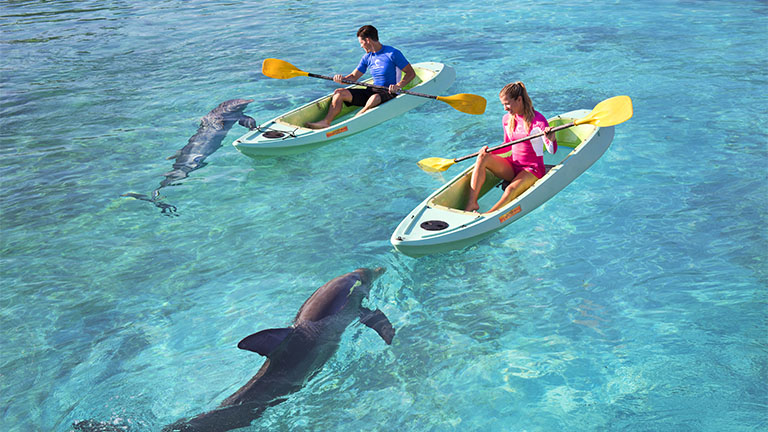 Kayak avec les dauphins
