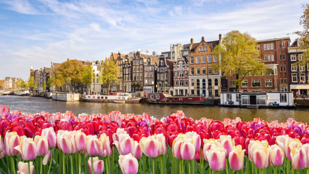 Amsterdam flower