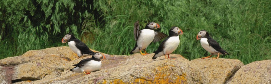 Puffins sitting on a rock in Newfoundland