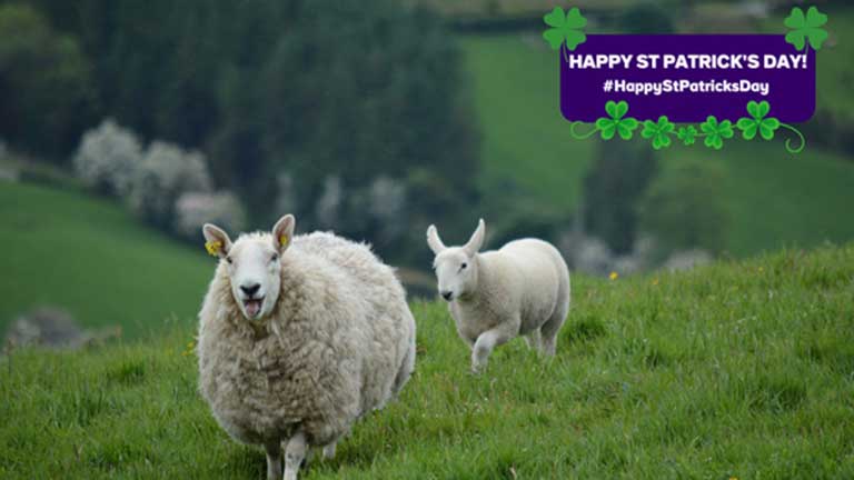 Sheeps in a field