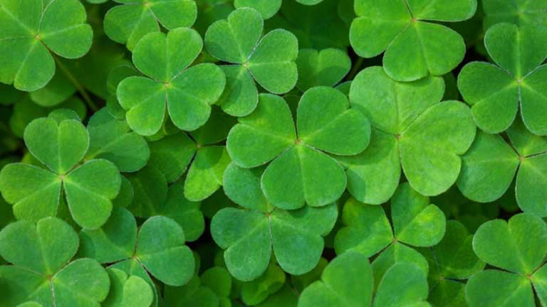 Shamrocks