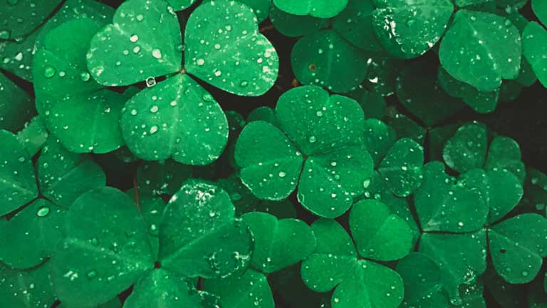 Shamrocks in the rain