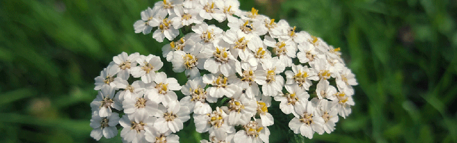 Windflowers with white petals and yellow centres