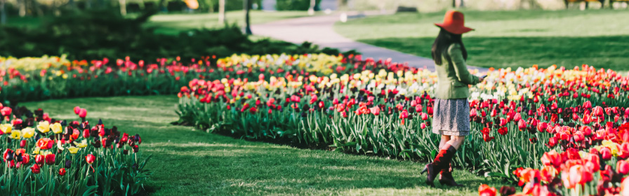 Person admiring the tulips in Ottawa
