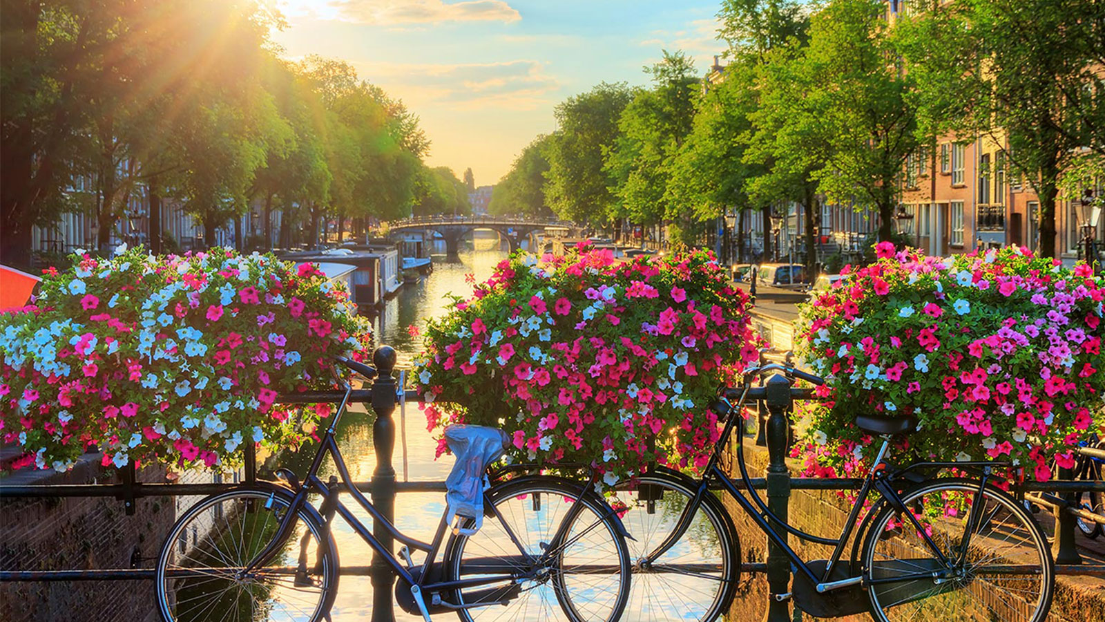 Amsterdam looking with flowers and a bicycle
