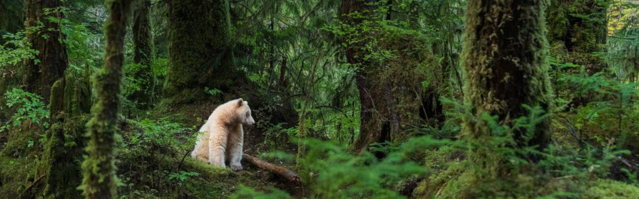 Spirit bear in the BC rainforest