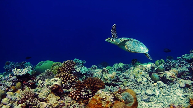 Hawaii Travel Tips: Ocean Conservation