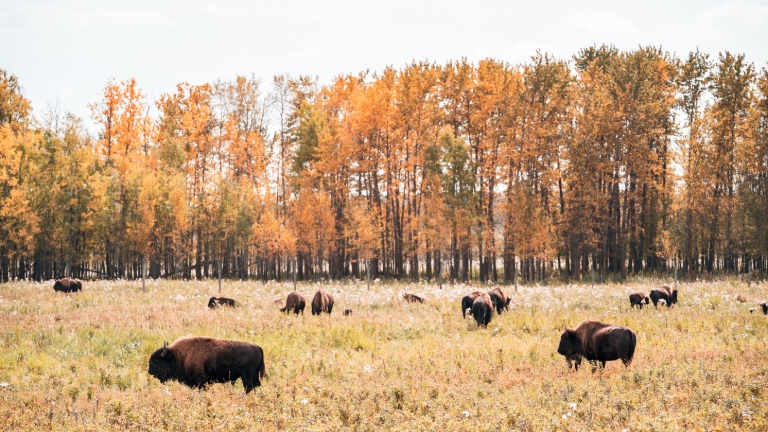 Bison roam in a field at Elk Island National Park