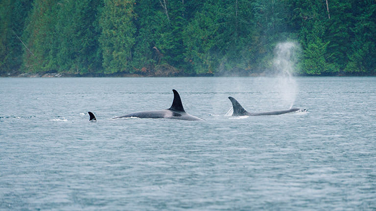 Killer whales in the ocean