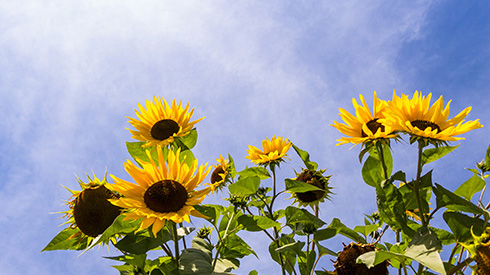 kelowna-british-columbia_sunflowers