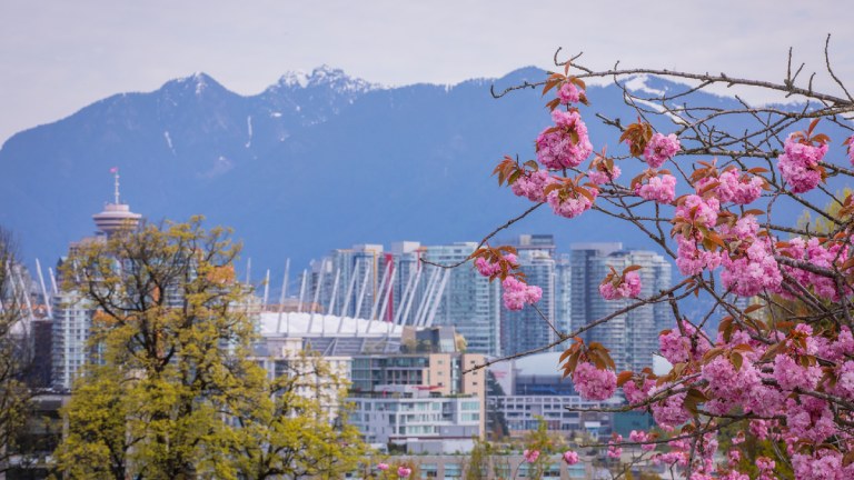 Cerisier en fleurs à Vancouver 