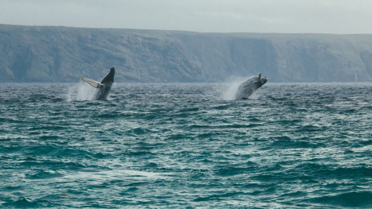 Deux baleines en train de sauter