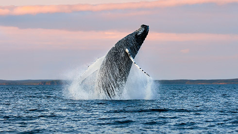 Whale Jumping out of Water at Sunset