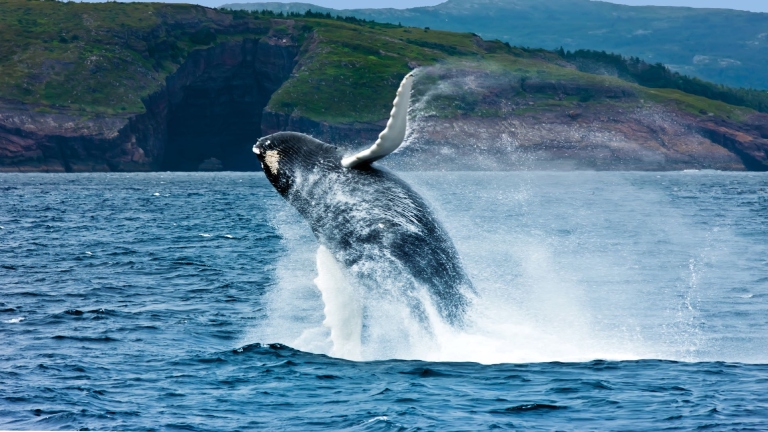 Baleine en train de sauter