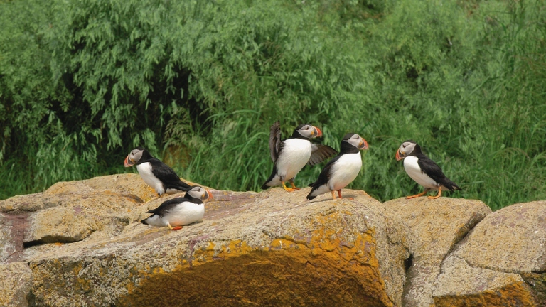 Group of puffins