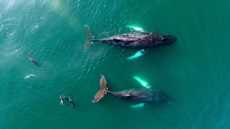 Baleines et dauphins dans la baie de Fundy