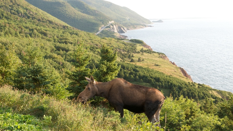 Moose at Cabot Trail Cape Breton Island