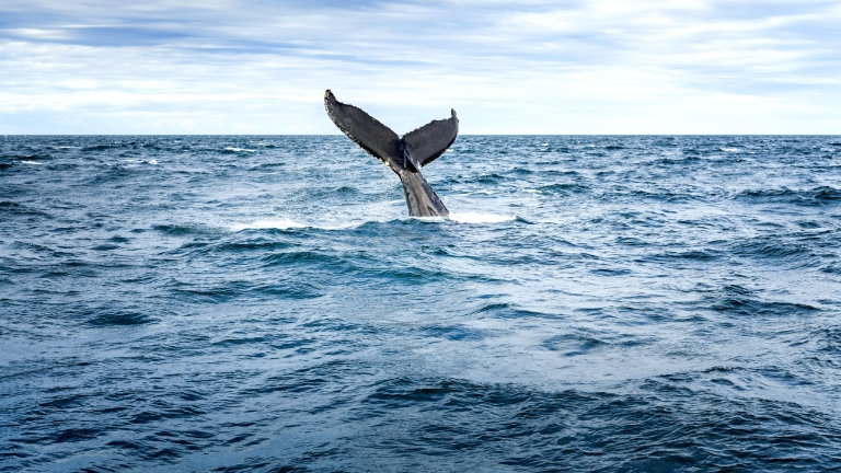 Queue de baleine sortant de l’eau