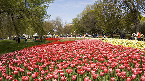 A field of tulips at the Canadian Tulip Festival in Ottawa