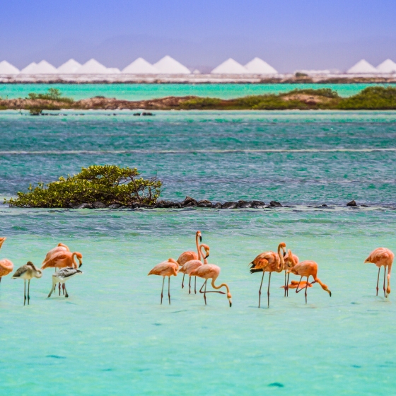 Bonaire flamingos