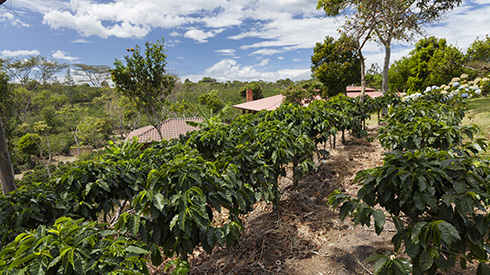Coffee plantation in Costa Rica