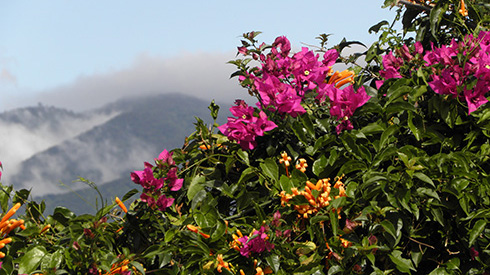 Colourful flowers blooming and mountains in San Jose, Costa Rica