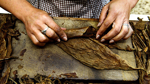 A person rolling a cigar at Graycliff Cigar Factory