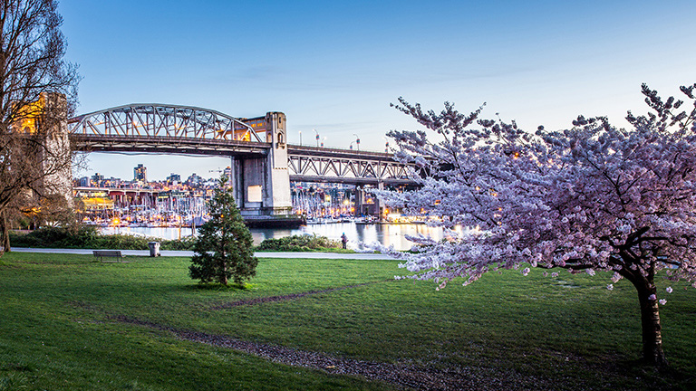 Cerisiers en fleurs à Vancouver