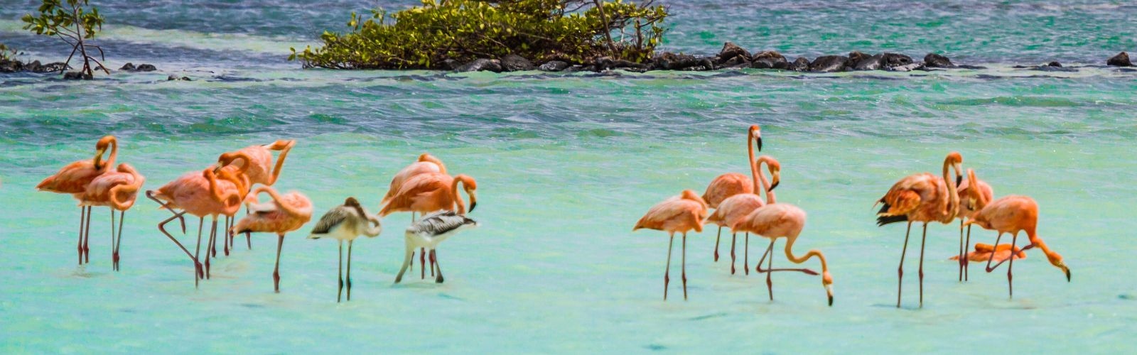 Bonaire flamingos