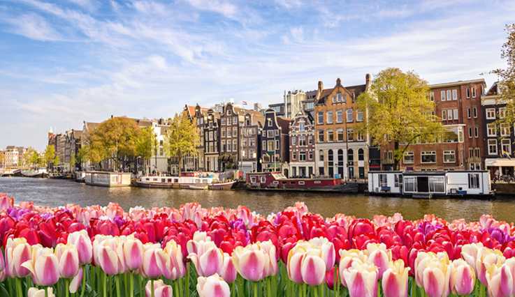 Tulipes au bord d’un canal d’Amsterdam