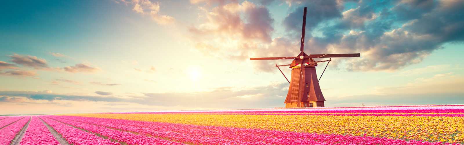 Moulin à vent dans un champ de tulipes 