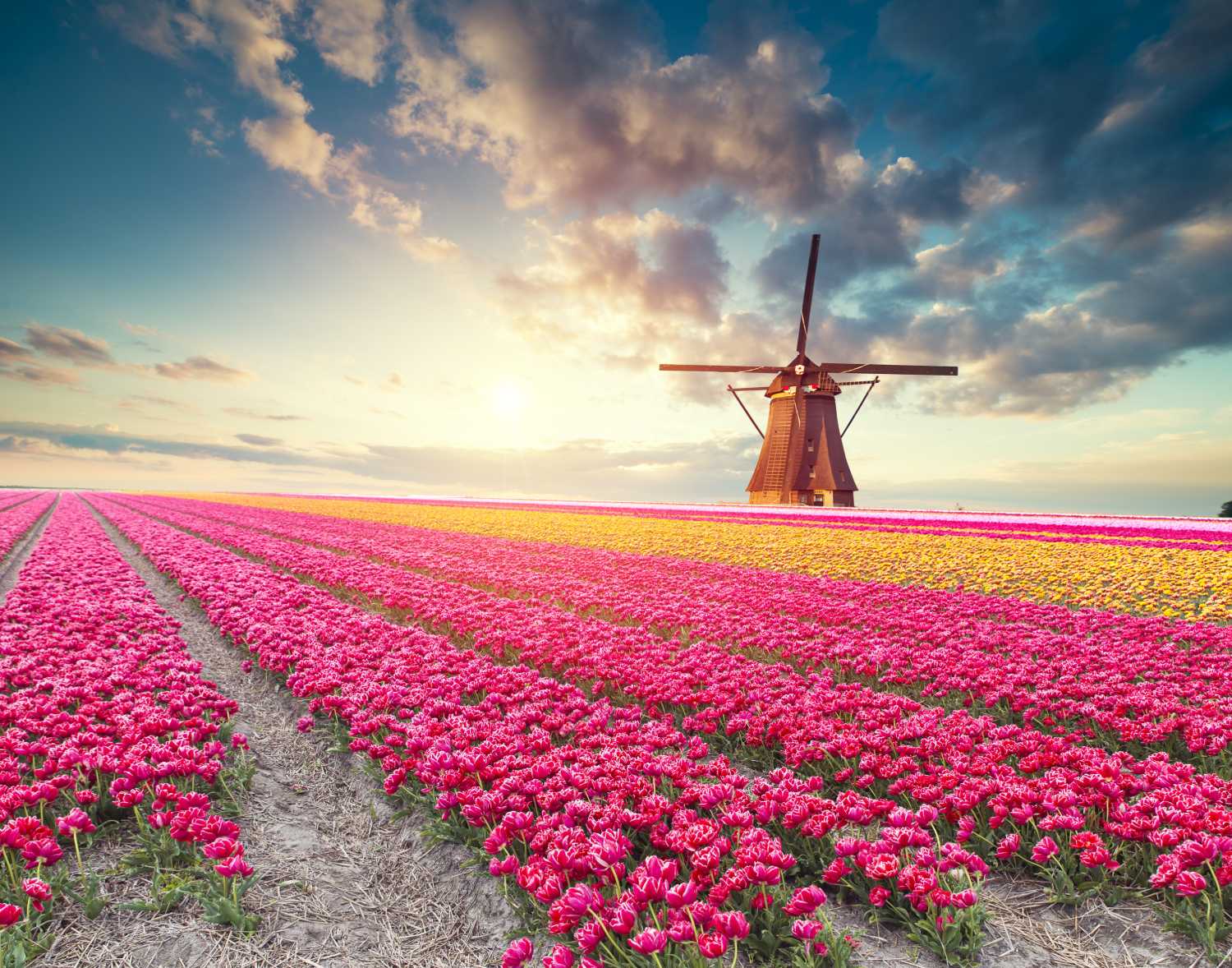 Windmill in a field of tulips