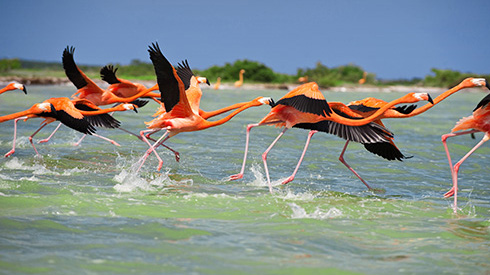 A group of birds flying out of the water