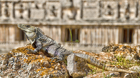 Prehistoric lizard on a rock in Merida, Mexico