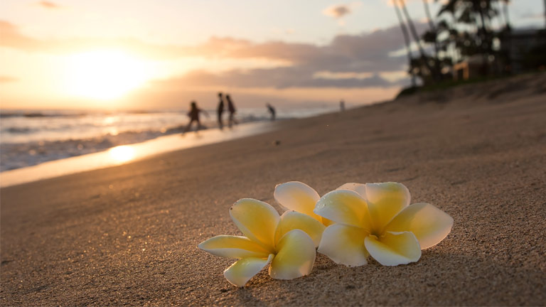 Flowers on the beach in Hawaii