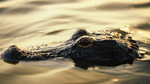 Fort Lauderdale Florida alligator in the everglades