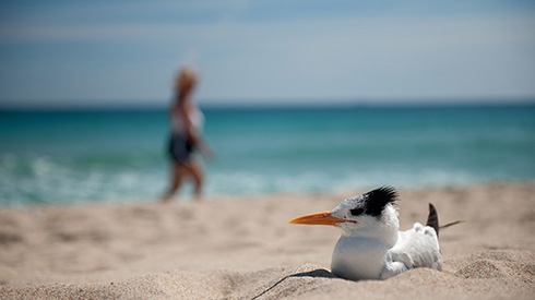 Fort Lauderdale Floride oiseau sur la plage