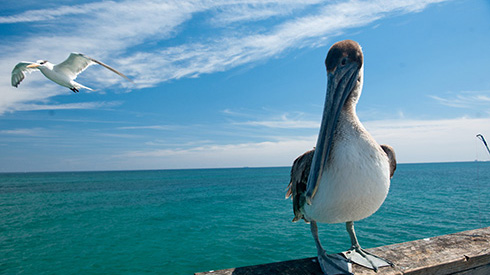 Fort Lauderdale Florida pelican birdwatching