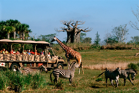 A tour driving through Kilimanjaro Safaris at Disney’s Animal Kingdom