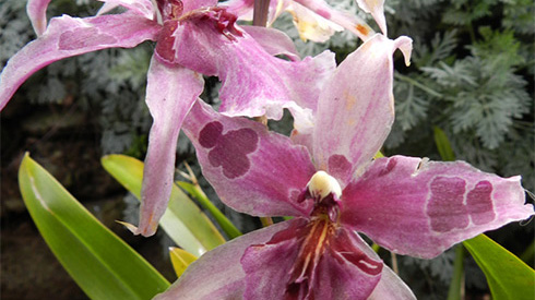 Orchid, Maui