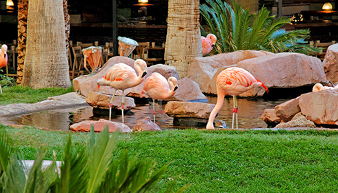 Flamands roses