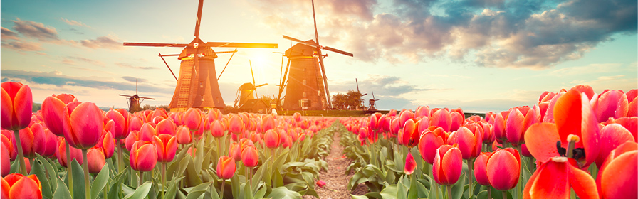 Tulips and windmills in Amsterdam