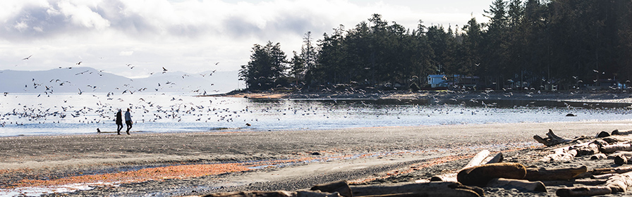 People walking along a beach in Comox Valley