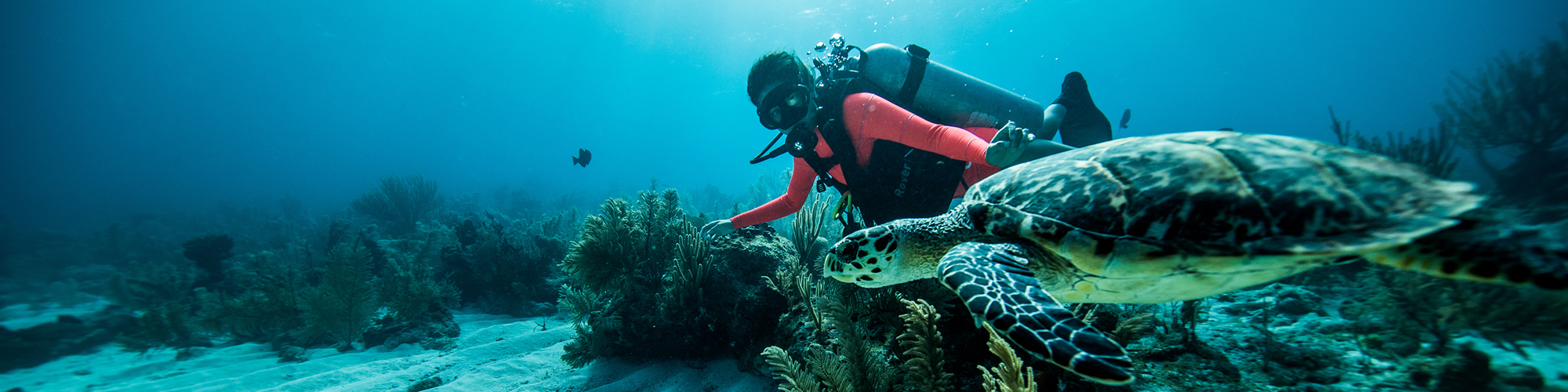 Woman scuba diving with a Turtle in Belize.