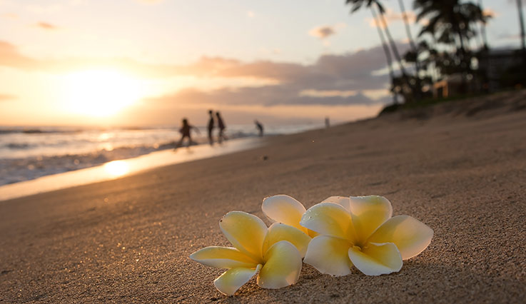 Flowers on the beach at sunset in Hawaii 