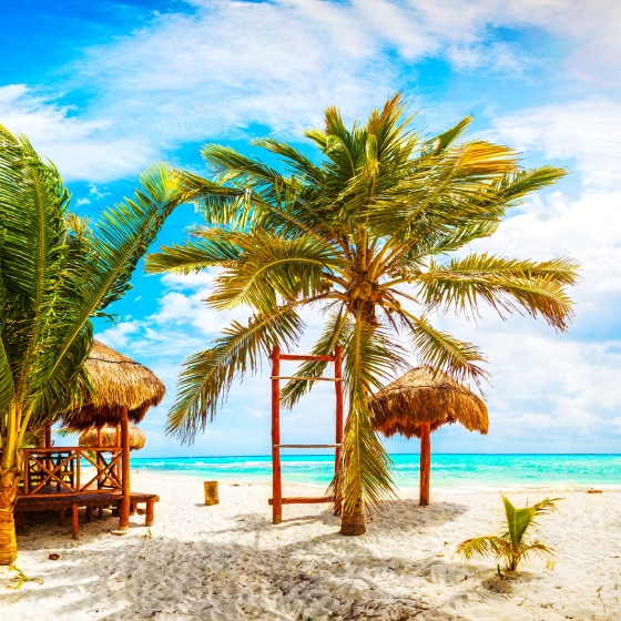 Sunny beach with palm trees