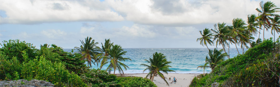 Palmiers sur la plage à la Barbade