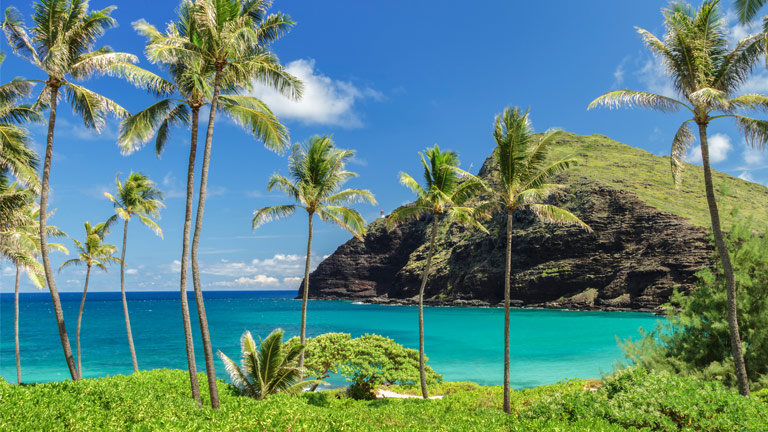 Palm trees on beach in Maui