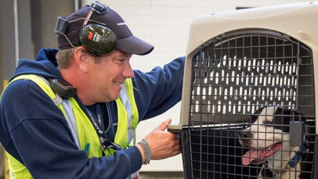 Emotional Support Dogs